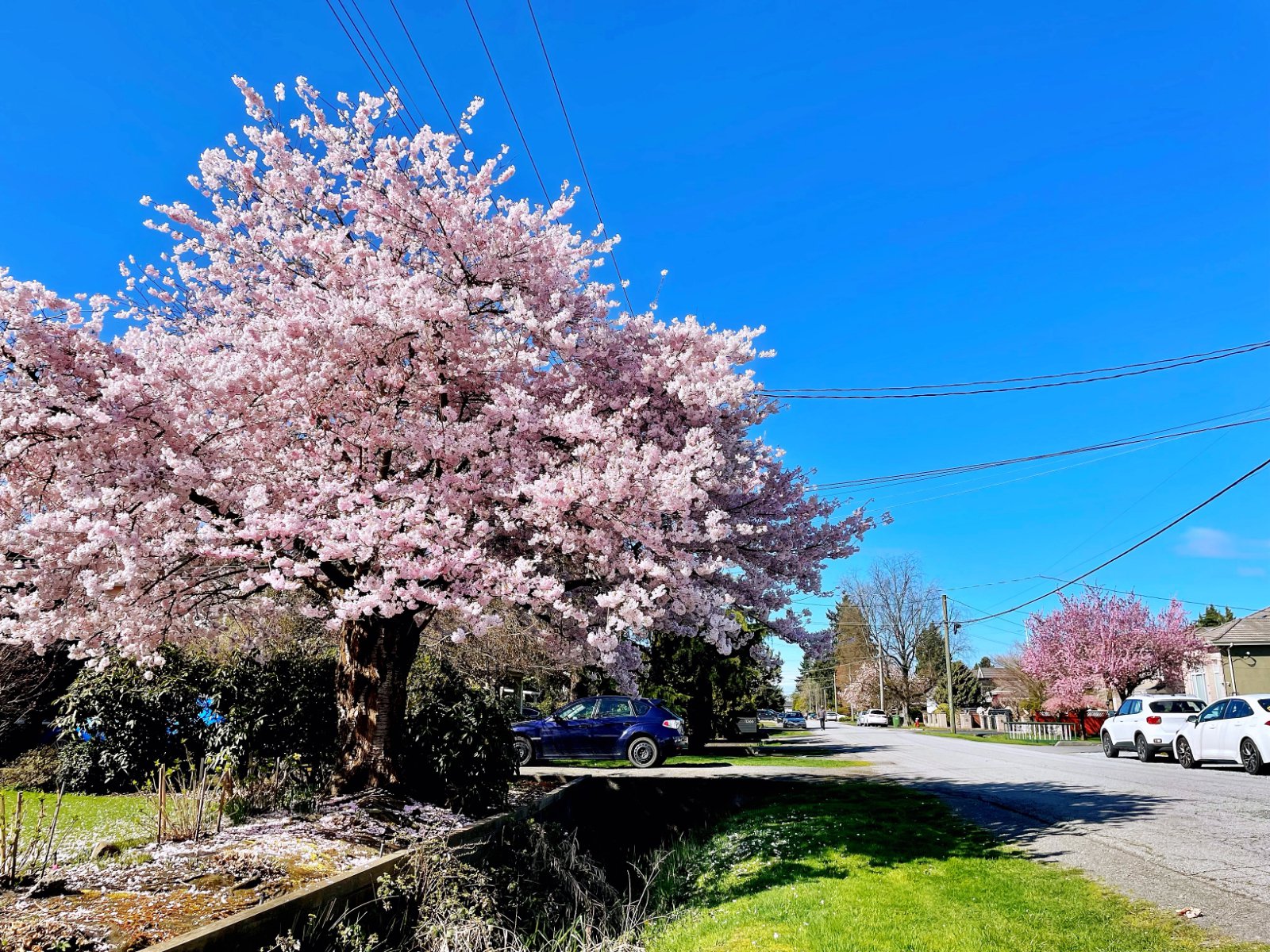 Room in House for Rent - Bird Rd, Richmond, BC 4